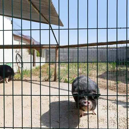 Casa El Pino 巴尔巴特